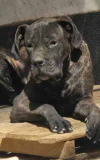 کنکورسو اصیل ماده بالغ