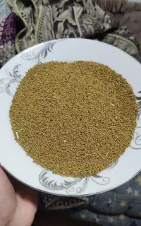 بذر یونجه ماران محلی