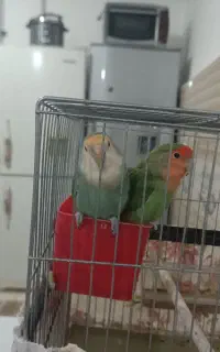 به دلیل نداشتن جا