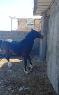 پانسیون اسب ونگهداری