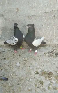 سینه سرکه ای