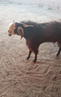 نربز