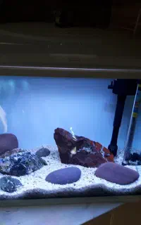 آکواریوم شرکتی