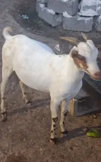 کهره نر سالم