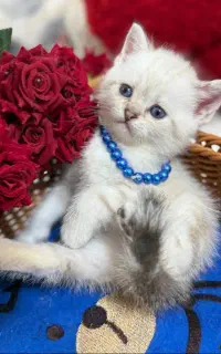 گربه اسکاتیش