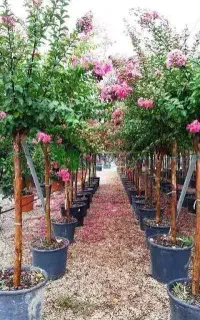 آفریقایی پر طوری رز یاس درختچه گل توری معطر رونده