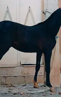 کره‌نریون‌سیاه‌‌