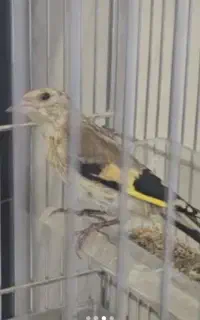 فروش جوجه سهره وجوجه سهره قناری شاه تخم جفتش