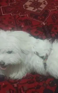 سگ شیتزو