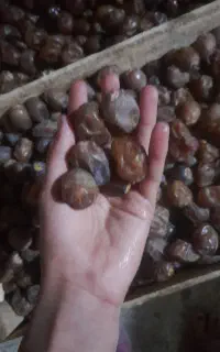 سلام وعرض ادب .خرما برحی درجه درشت