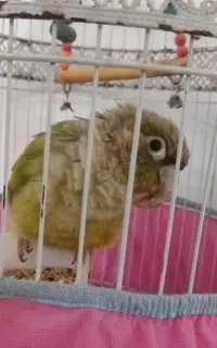 طوطی گرینچیک