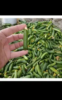 خیار برای خیارشور