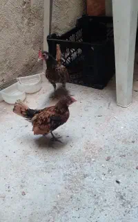 دو عدد جوجه سیبرایت