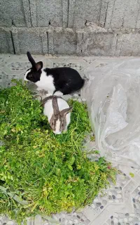 تمایل به معاوضه نیستم