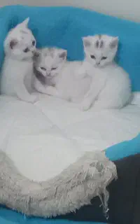 گربه