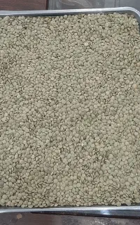 عدس ارگانیک بوجاری شده نمین