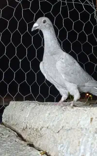 کفتر الماسی