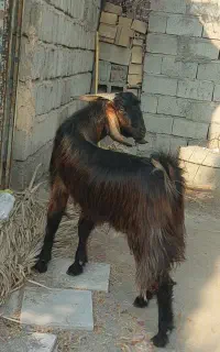چپش نری چاق یکسال