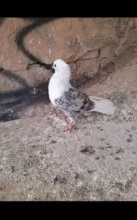 نر پلنگ