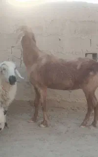 بز مری ابست