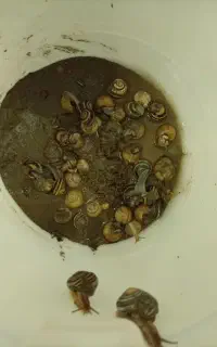 حلزون مولد مناسب پرورش