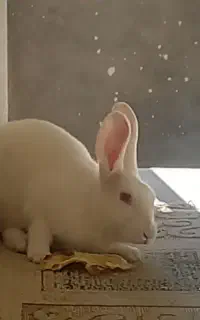 خرگوش