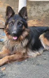 سگ ژرمن