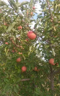 سیب قالا درجه ۲ و آلو استنلی
