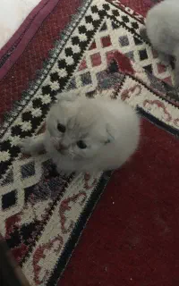 اسکاتیش فولد صورت خرسی