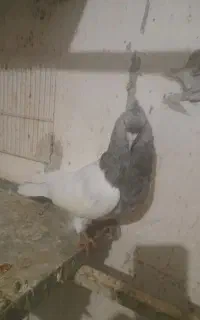 کله الماسی نر عطیقه