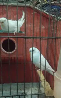 جفت مرغ عشق مولد سفید