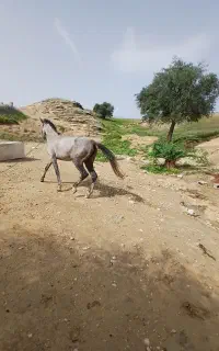 اسب
