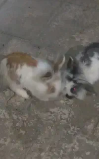 خرگوش لپ نر و ماده . کبوتر