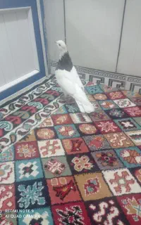 طوقی هفت رنگ نر