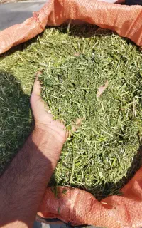 یونجه