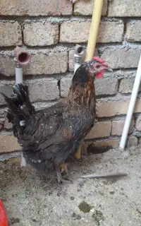 مرغ