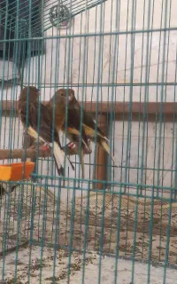 قناری رسمی