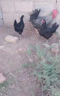 فروش مرغ گلین اصل