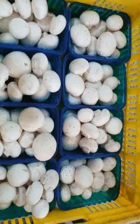 فروش قارچ دکمه ای