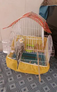 جوجه عروس هلندی