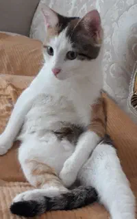 گربه ماده