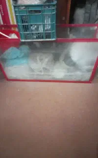 اکواریوم