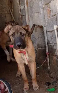 سگ سرابی