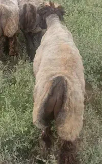 بره نر لامرد