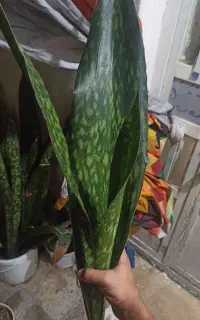 سانسوریا پوست ماری