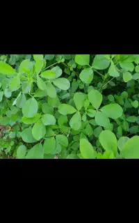 یونجه  خشک و مرغوب