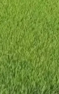 بذر چلتوک نشا