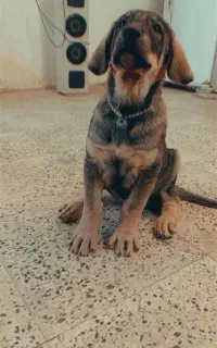 توله پژدر ۳ ماهه