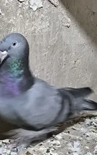 کبوتر رفته