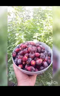 خرما مشکی درجه یک